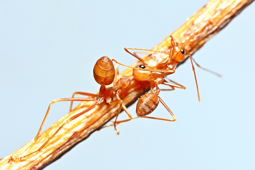 2 Ants Climbing on Stick - animal behavior.