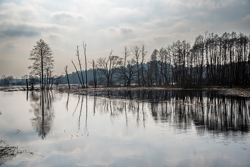 Flooded forests and fields, flooding in the natural landscape.