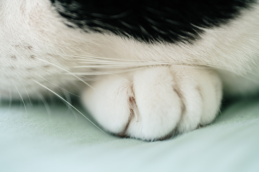 Close-up of a cat's paw with claws