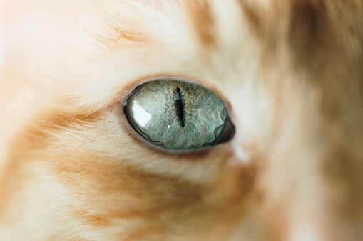 Photo of amazed egyptian mau cat with big green eyes. Taken in Riga, Latvia.