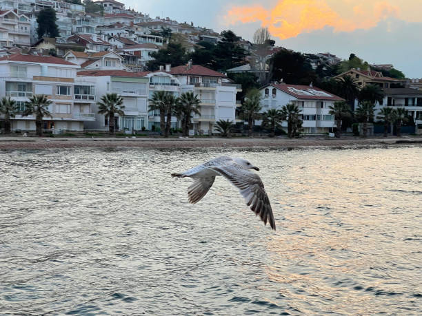 seagull flying near the princes' islands at sunset, turkey - pentagonaster starfish ストックフォトと画像