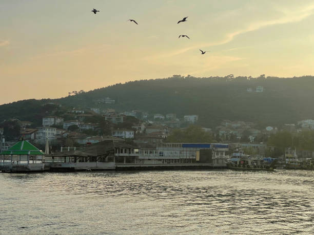 Seagulls flying near the Princes' Islands at sunset, Istanbul, Turkey