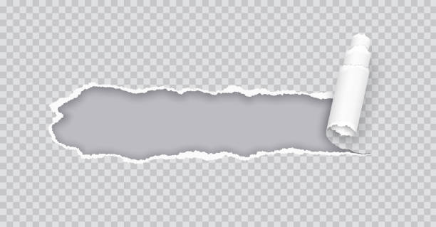 ilustraciones, imágenes clip art, dibujos animados e iconos de stock de tira enrollada de papel rasgado sobre ilustración realista gris - rasgado