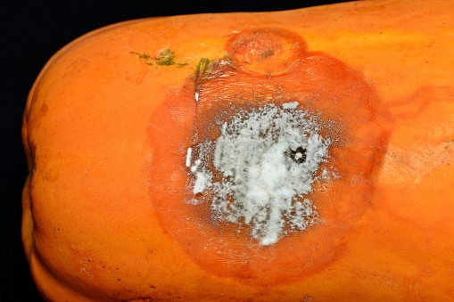 Moldy Papaya fruit.