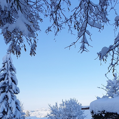 branches, plants, fir trees carrying snow. everything full of snow. in the background you can see a hill in the canton of thurgau. looks like a picture frame