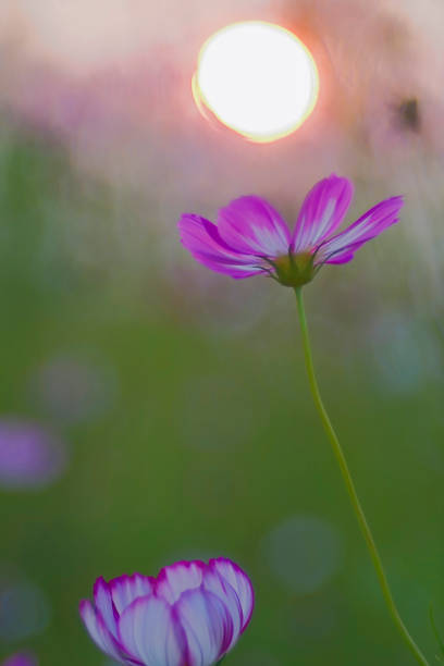 istock Cosmos is erupting the sun 2063086442