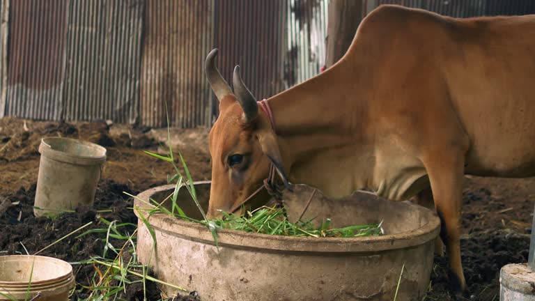 A large brown cow is eating grass on a farm.