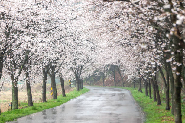 Soft focus Cherry blossoms, Pink flowers background.
