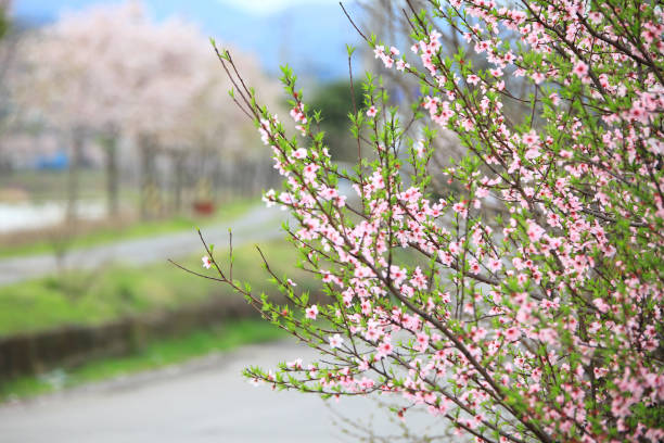 Scenic Springtime View of a Winding Garden Path Lined by Beautiful Cherry Trees in Blossom