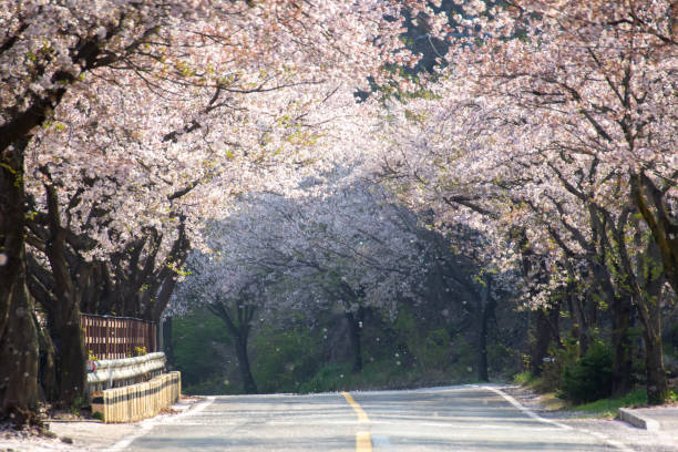 istock Scenic Springtime View of a Winding Garden Path Lined by Beautiful Cherry Trees in Blossom 2063092582