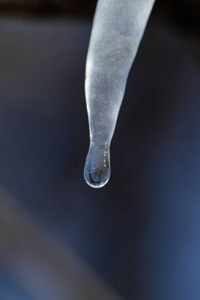 Melting icicle on a tree branch in the forest. Icicle on a tree branch melting under the spring sun in the forest in March