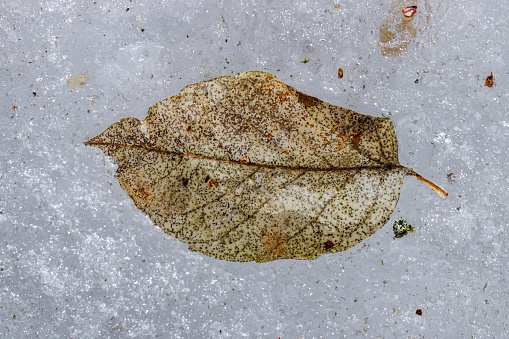 Old leaf on melting spring ice in the forest. Last year's leaf on melting spring ice on a sunny march day in the forest
