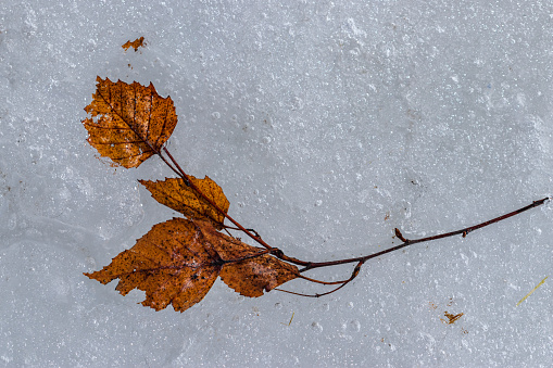 knospender Zweig im Winter umhüllt von Eis