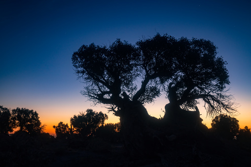 china, in July 2023. Yiwu Populus euphratica forest is one of the only three remaining Populus euphratica forests in the world. The Populus euphratica in the photo is 6000 years old, It`s the most concentrated Populus euphratica forest in China., The picture was taken at the Populus euphratica Scenic Area in Hami, Xinjiang