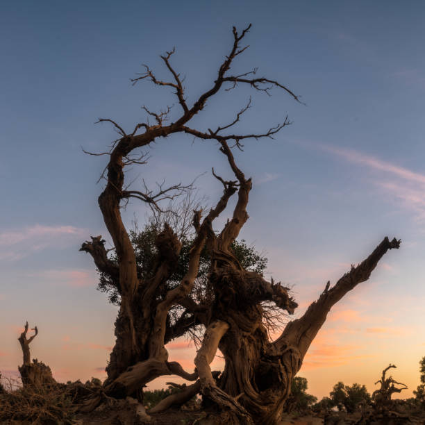 istock Populus euphratica forest at sunset in Xinjiang 2063097911