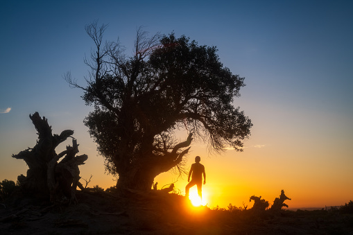 china, in July 2023. Yiwu Populus euphratica forest is one of the only three remaining Populus euphratica forests in the world. The Populus euphratica in the photo is 6000 years old, It`s the most concentrated Populus euphratica forest in China., The picture was taken at the Populus euphratica Scenic Area in Hami, Xinjiang