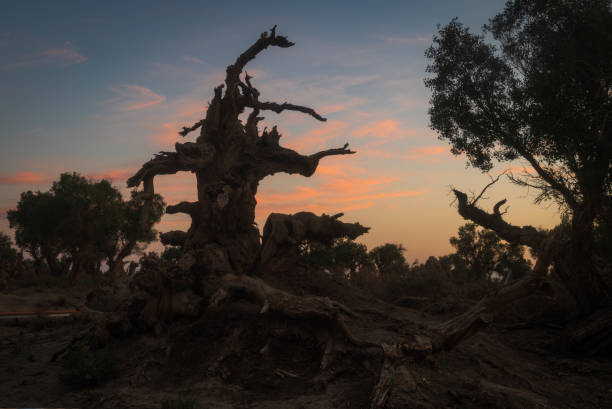 china, in July 2023. Yiwu Populus euphratica forest is one of the only three remaining Populus euphratica forests in the world. The Populus euphratica in the photo is 6000 years old, It`s the most concentrated Populus euphratica forest in China., The picture was taken at the Populus euphratica Scenic Area in Hami, Xinjiang