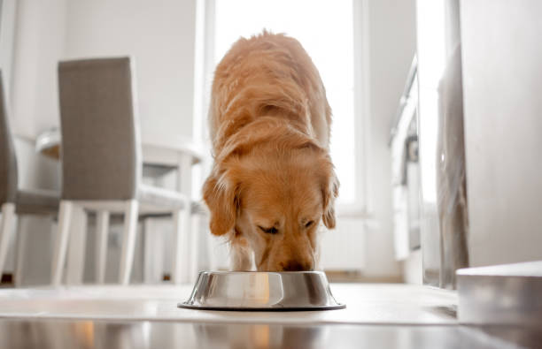 istock Golden Retriever Dog Eats From Bowl In Kitchen 2063101253