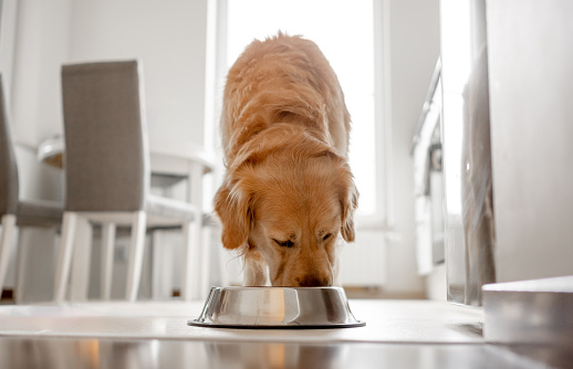 Golden Retriever Dog Eats From Bowl In Kitchen With Bright Interior