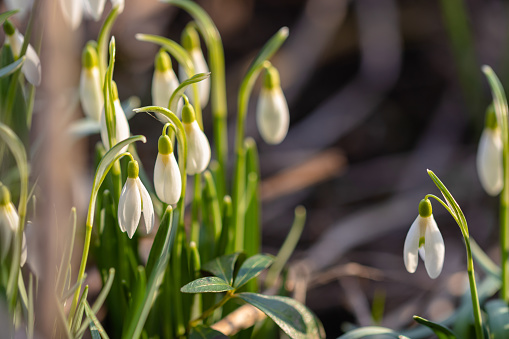 A group of blooming white snowdrops (Galanthus) among last year's foliage in the rays of the evening sun. Moscow, Russia.