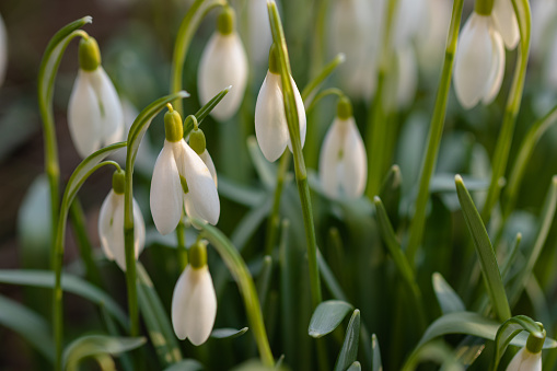 A group of blooming white snowdrops (Galanthus) among last year's foliage in the rays of the evening sun. Moscow, Russia.
