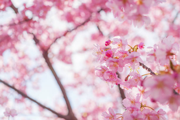 istock Pink Cherry blossom or sakura flower close up 2063109304