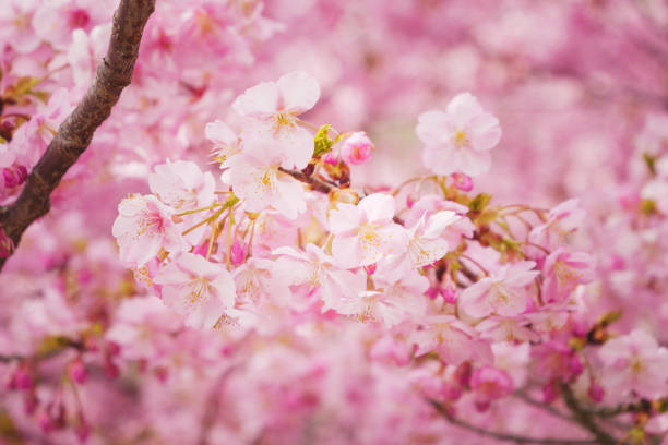istock Pink Cherry blossom or sakura flower close up 2063110932