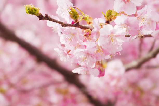 istock Pink Cherry blossom or sakura flower close up 2063112572