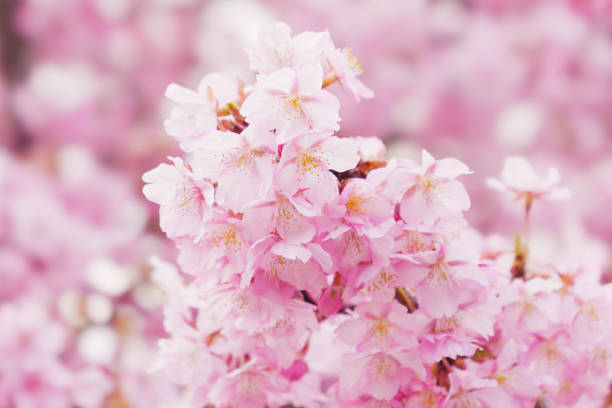 istock Pink Cherry blossom or sakura flower close up 2063113139