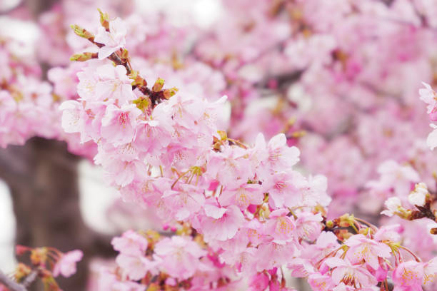 istock Pink Cherry blossom or sakura flower close up 2063114214
