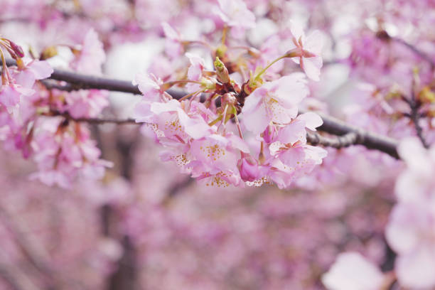 istock Pink Cherry blossom or sakura flower close up 2063114223