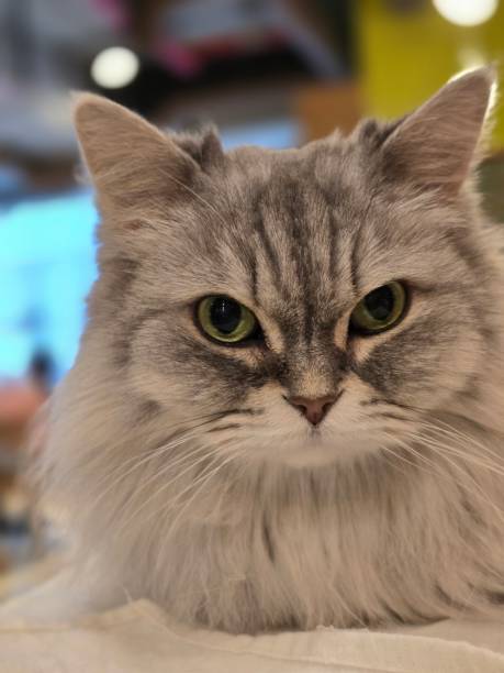 istock Cats at a Korean cat cafe 2063115801