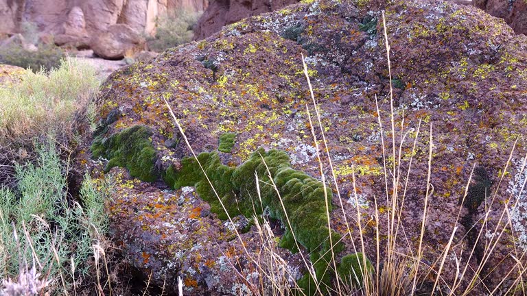 Yellow lichens and green moss on stones in a mountain desert in Arizona, near Phoenix