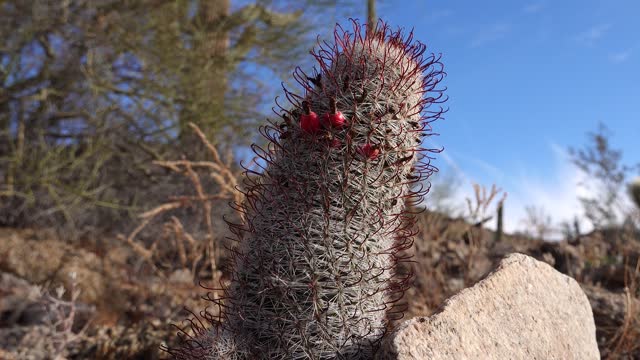 Arizona cacti. Graham's nipple cactus, Arizona fishhook cactus (Mammillaria grahamii, mammillaria microcarpa)