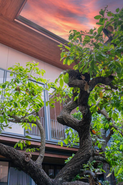 An acacia melanoxylon tree known as \
