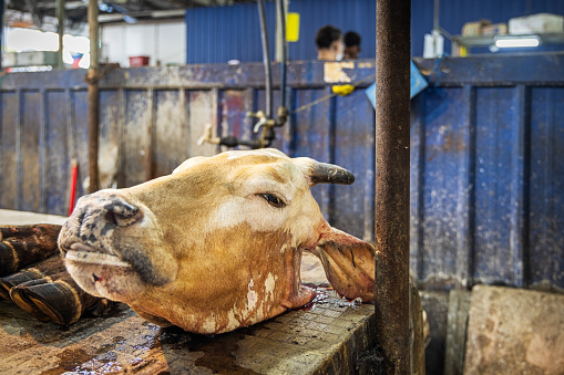 Market place, Kuala Lumpur, Malaysia - January 10th 2024:  Head of a freshly slaughtered cow at the central food market in the Malaysian capital Kuala Lumpur