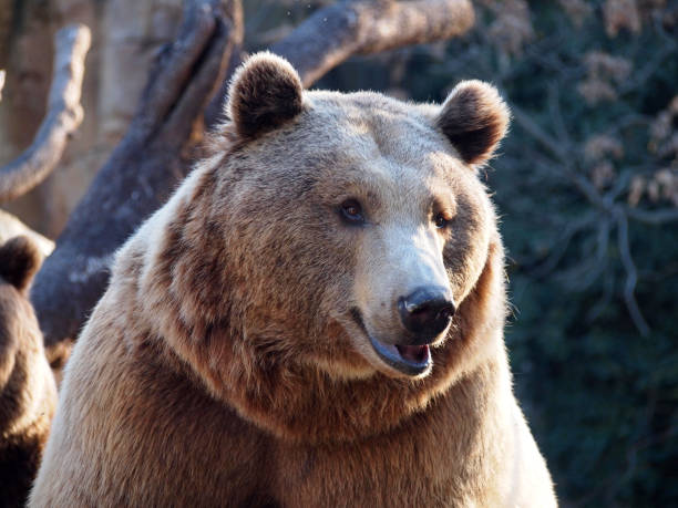 Big brown bear. A grizzly bear sits in the zoo. Sunny photo against the background of a rock.