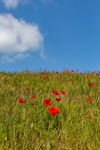 The plateau colors itself with the red of poppies, the purple of cornflowers and the brown of lentil