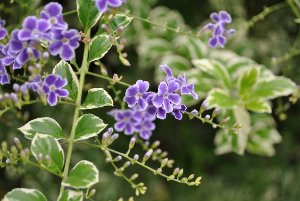 istock Duranta Delight: The Beauty of Skyflower 2063146211