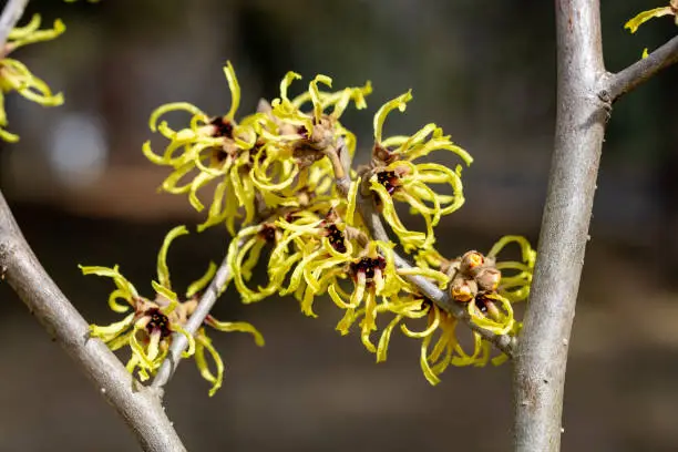 Witch hazel flowers have many twisted, thin petals.