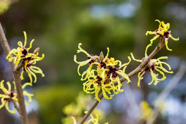 Witch hazel flowers have many twisted, thin petals.
