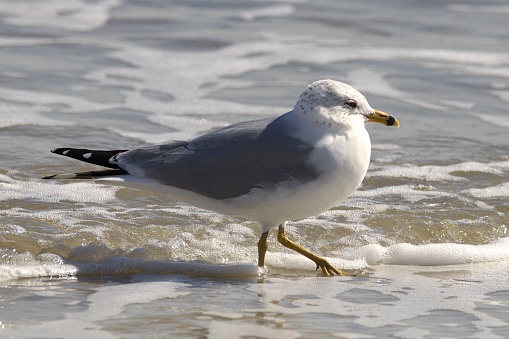 A ring billed Gull walks along the waters edge looking for food, This Picture was taken on Neptune Beach looking toward the Atlantic Ocean near Jacksonville, FL