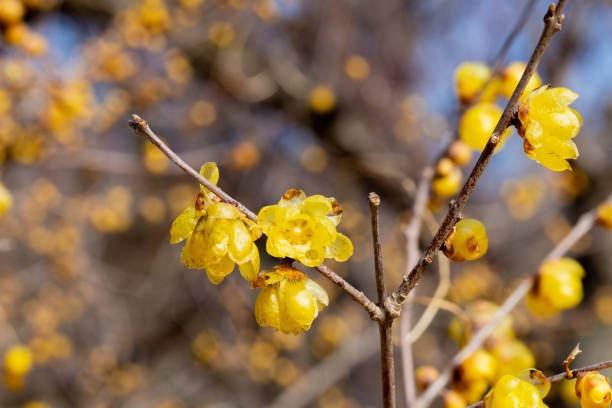 istock Wintersweet flowers blooming in early spring. 2063163370