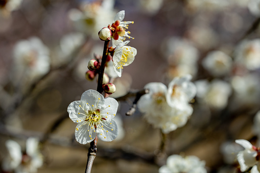 The Japanese apricot blossoms that bloom in early spring are neat and beautiful.