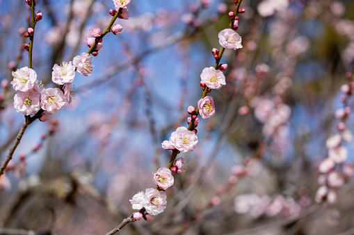 The Japanese apricot blossoms that bloom in early spring are neat and beautiful.