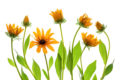 Composition of rudbeckia flowers on a white background. Top view, flat lay.