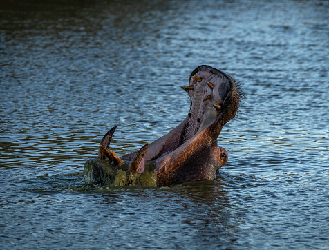 Adult hippopotamus with mouth wide open, Otjozondjupa, Namibia