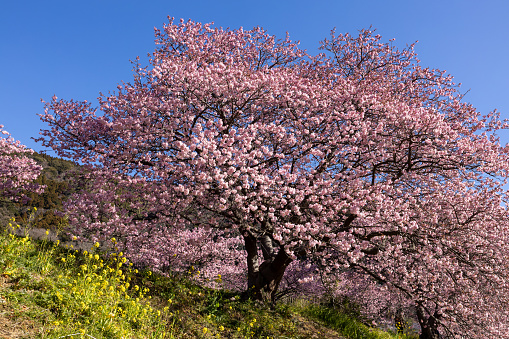 Kawazu cherry tree in Minamiizu town in Japan is very beautiful.