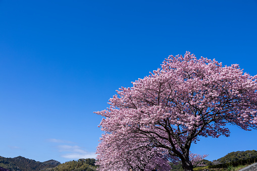 Kawazu cherry tree in Minamiizu town in Japan is very beautiful.