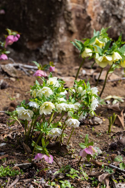 white hellebore flowers blooming in early spring garden. - 7677 стоковые фото и изображения